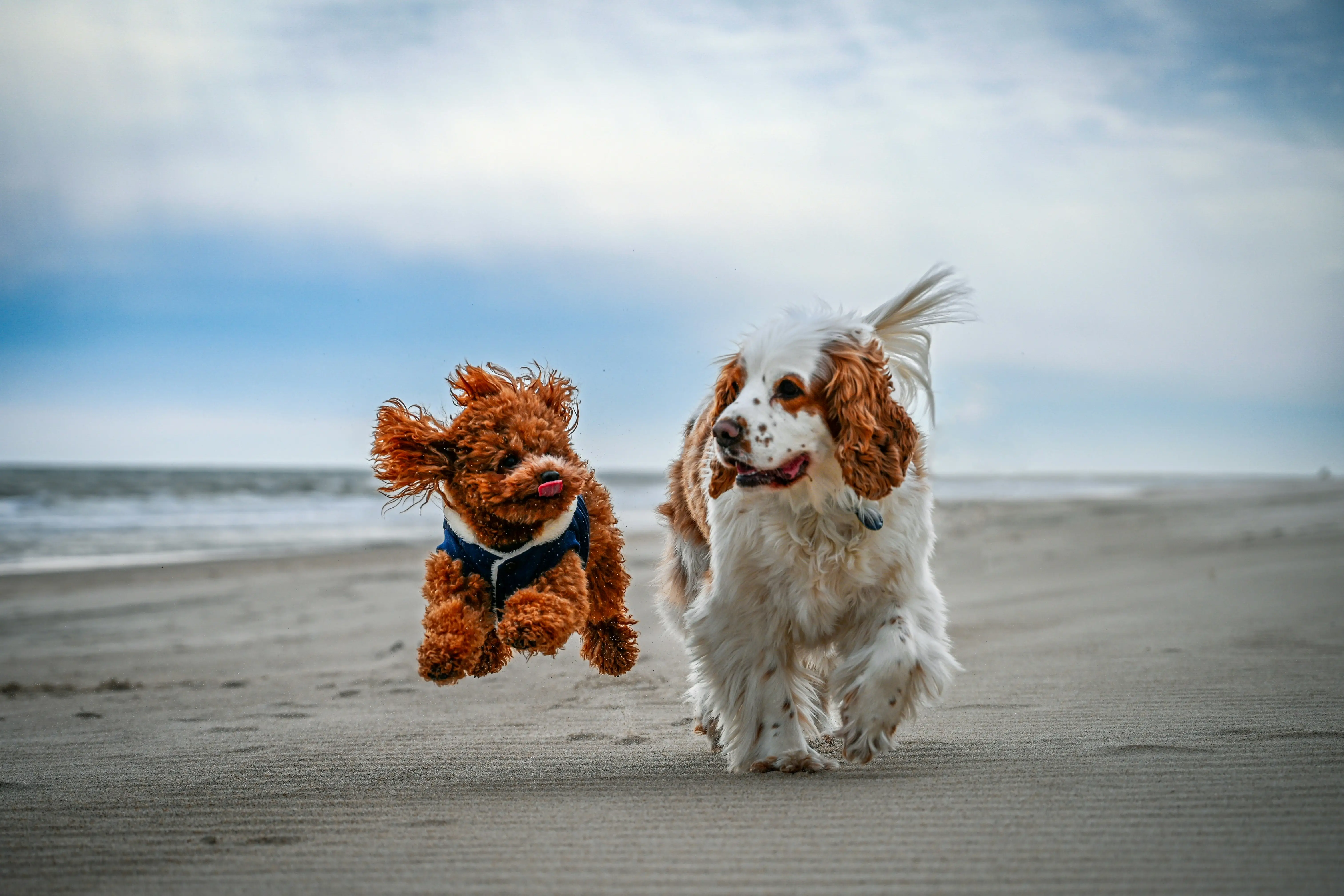 Pets felizes